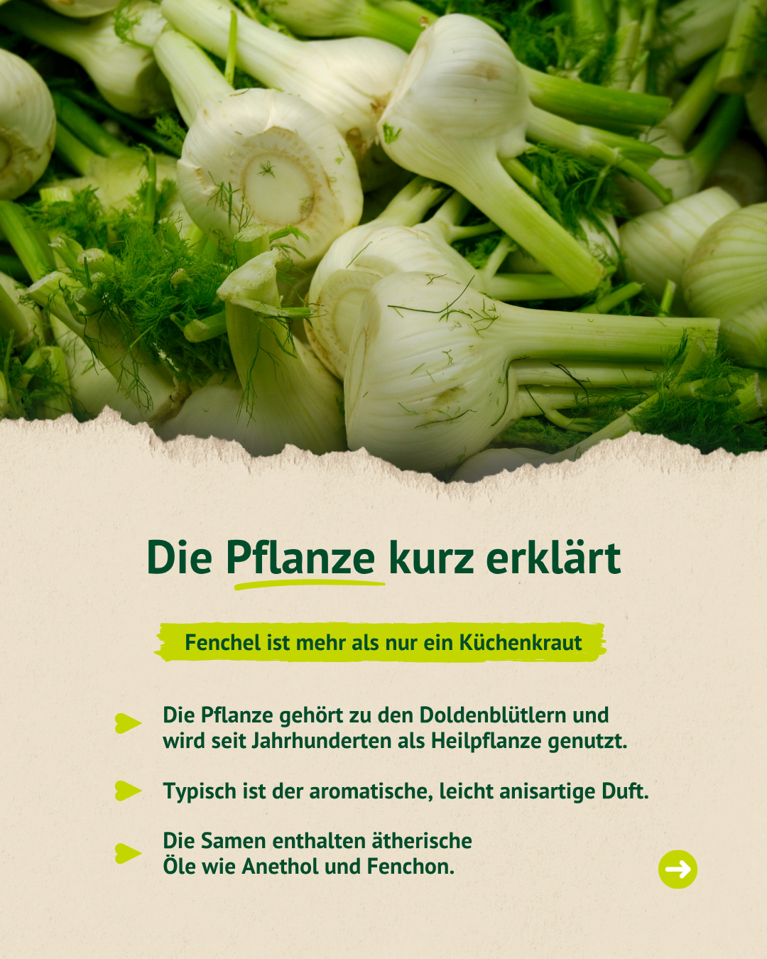 Frischer Fenchel – Heilpflanze mit aromatischem Duft und wertvollen ätherischen Ölen