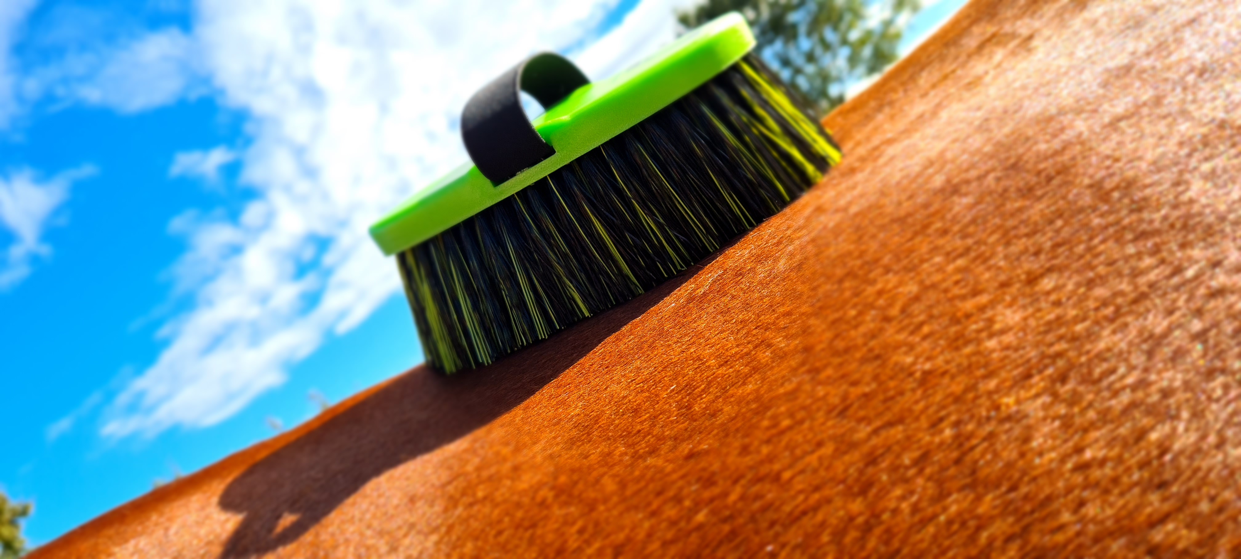 Pferdebürste auf braunem Pferdefell Eine grüne Bürste mit schwarzem Griff wird auf das Fell eines Pferdes angewendet.