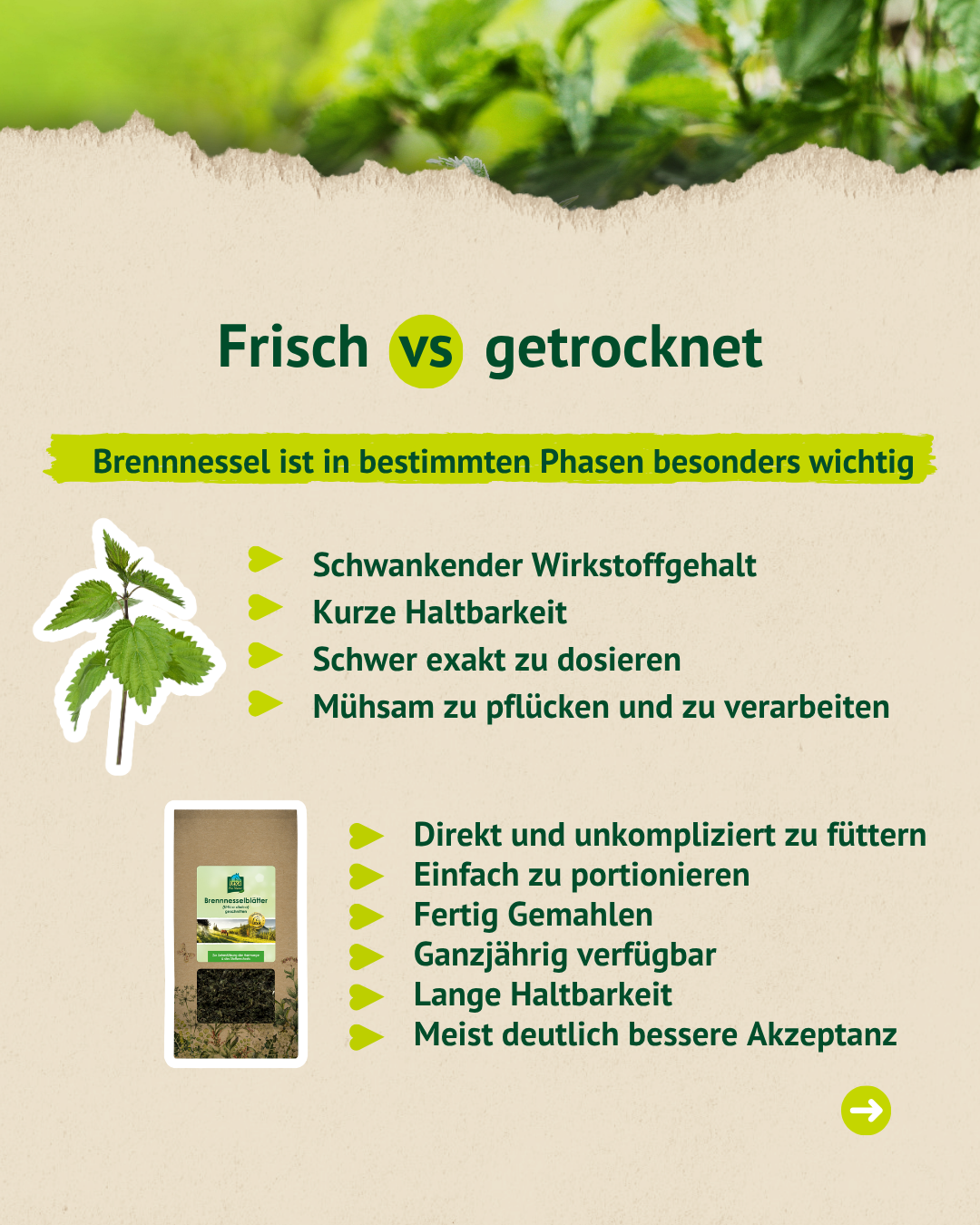Frische und getrocknete Brennnessel im Vergleich mit Vorteilen für die Pferdefütterung