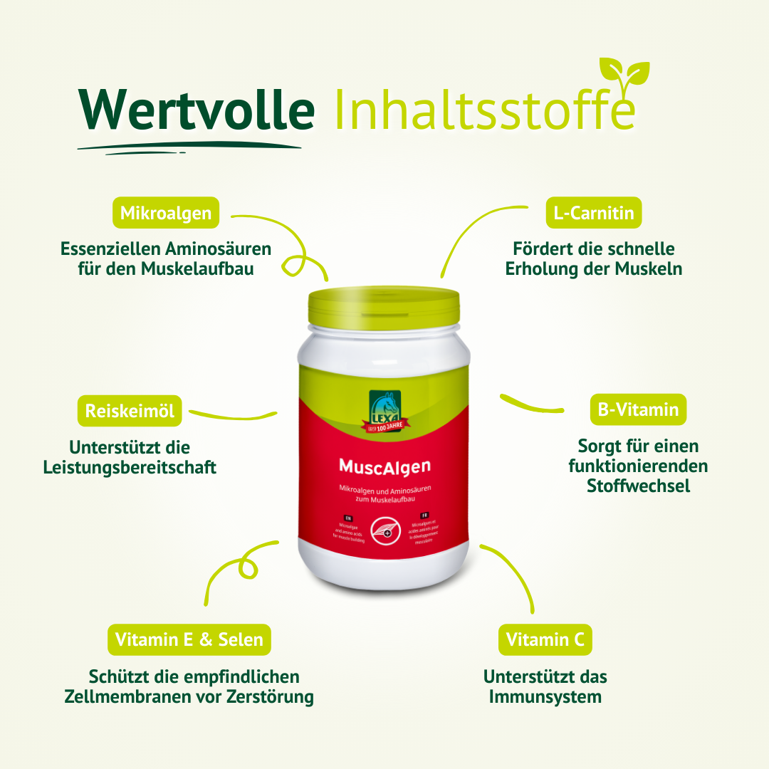 l carnitin muskelaufbau L-Carnitin, 30 Tabletten L-Carnitin i.v.