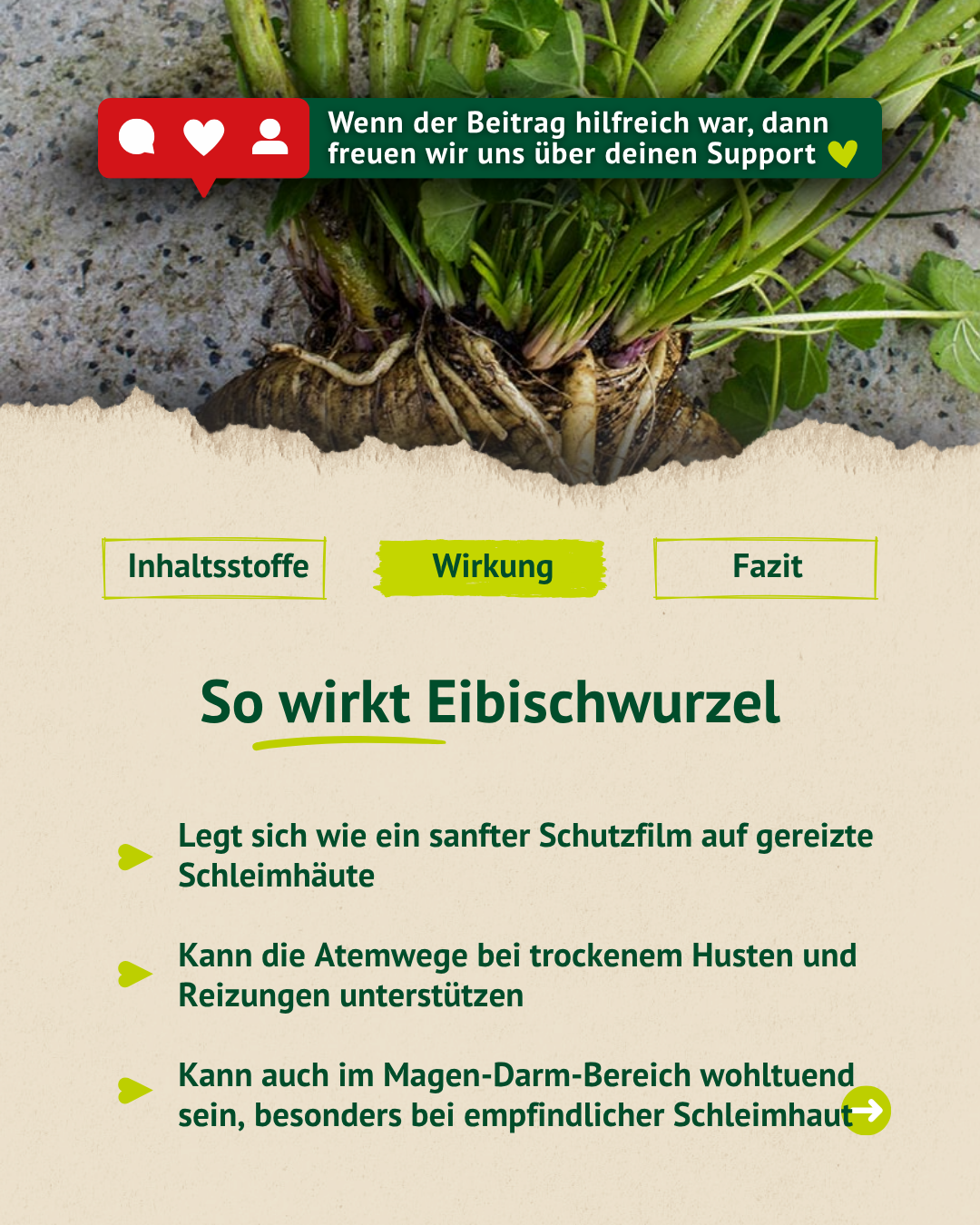 Infografik zur Wirkung von Eibischwurzel bei Pferden mit Hinweisen zu Schleimhäuten, Atemwegen und Magen-Darm-Bereich.