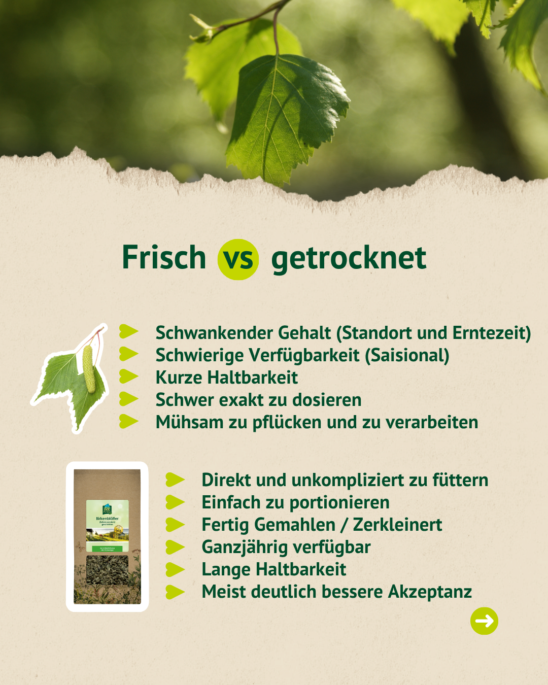 Vergleich von frischen und getrockneten Birkenblättern mit Vorteilen in der Fütterung