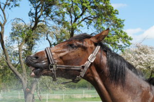 Braunes Pferd im Freien Wasser fürs Pferd