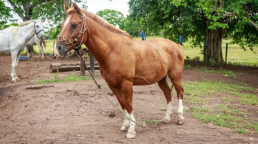 EMS Fütterung beim Pferd