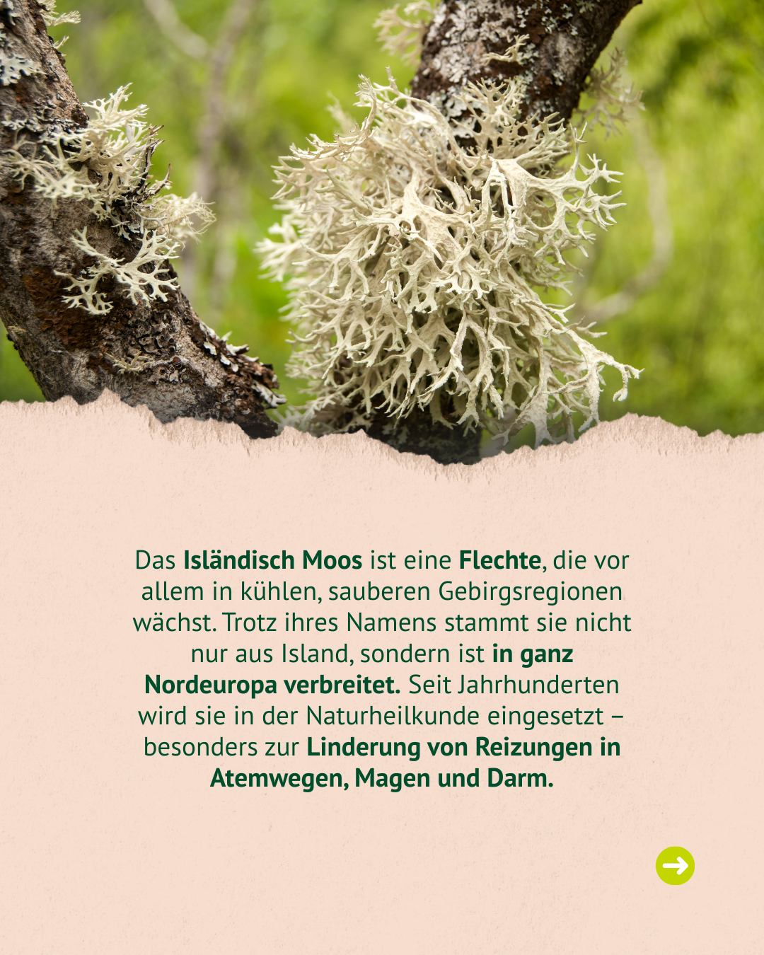 Nahaufnahme von isländischem Moos, einer hellen Flechte mit verzweigten, fädigen Strukturen an einem Baumstamm.