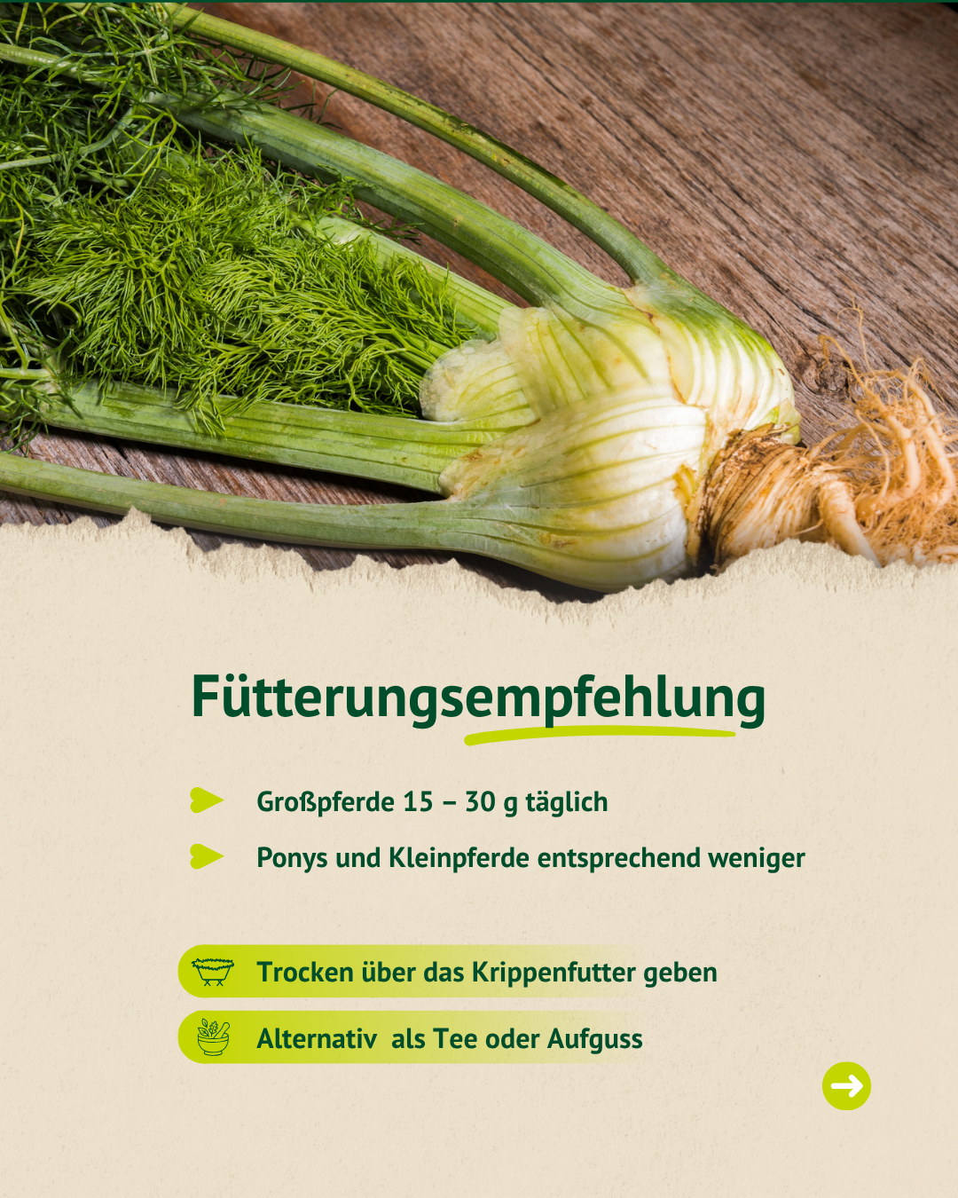Fütterungsempfehlung Fenchel für Pferde – richtige Dosierung und Anwendung