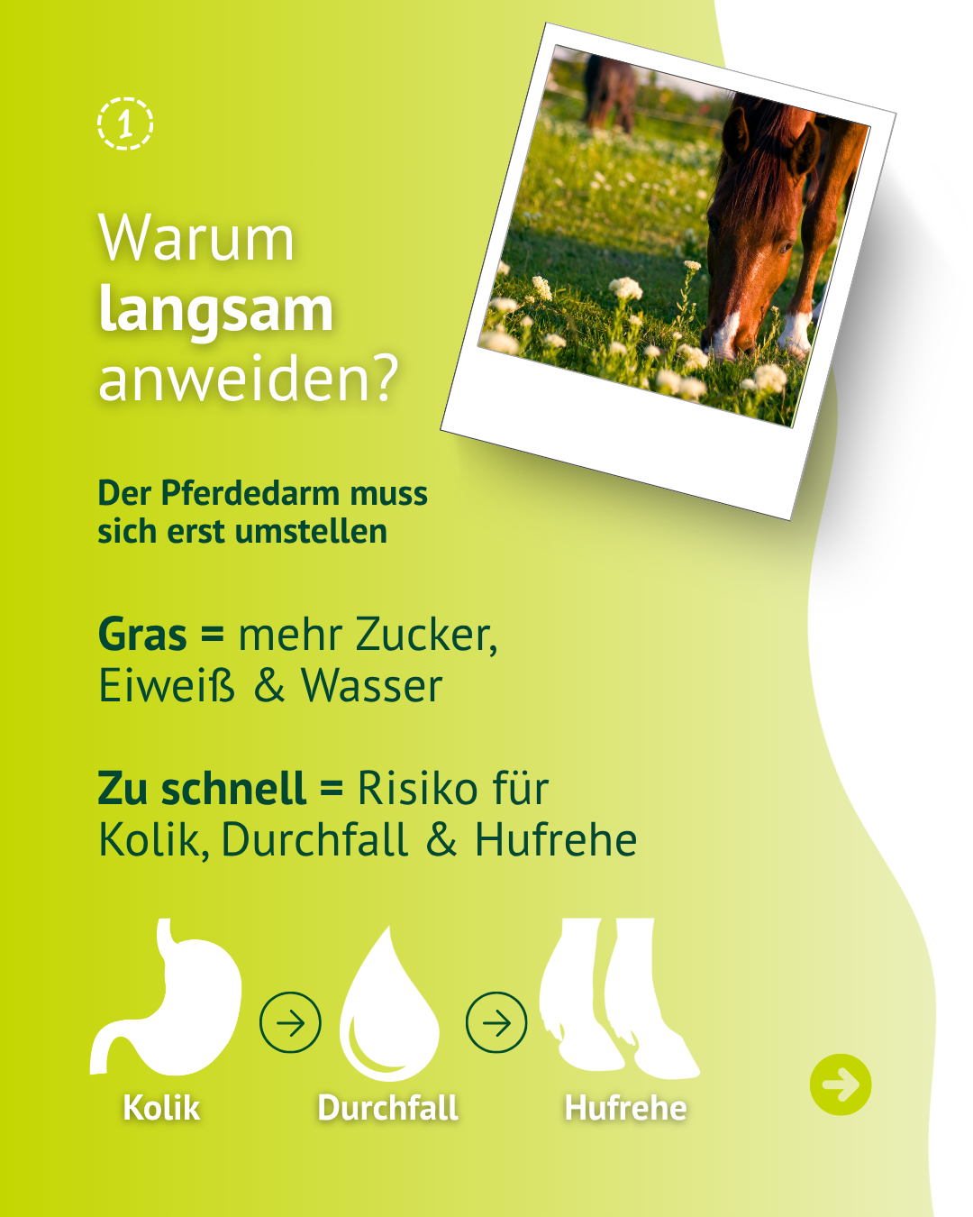 Checkliste zum Anweiden von Pferden mit den wichtigsten Regeln f&uuml;r einen sicheren Weidestart