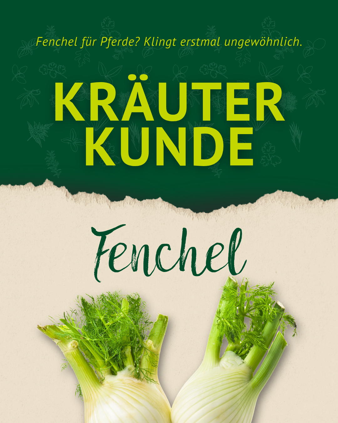 Fenchel für Pferde – Kräuterkunde Titelbild mit frischen Fenchelknollen