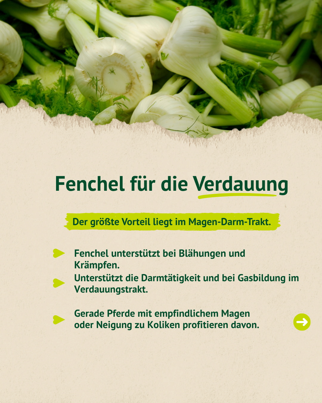 Fenchel für Pferde Verdauung – Unterstützung bei Blähungen und Magen-Darm-Beschwerden