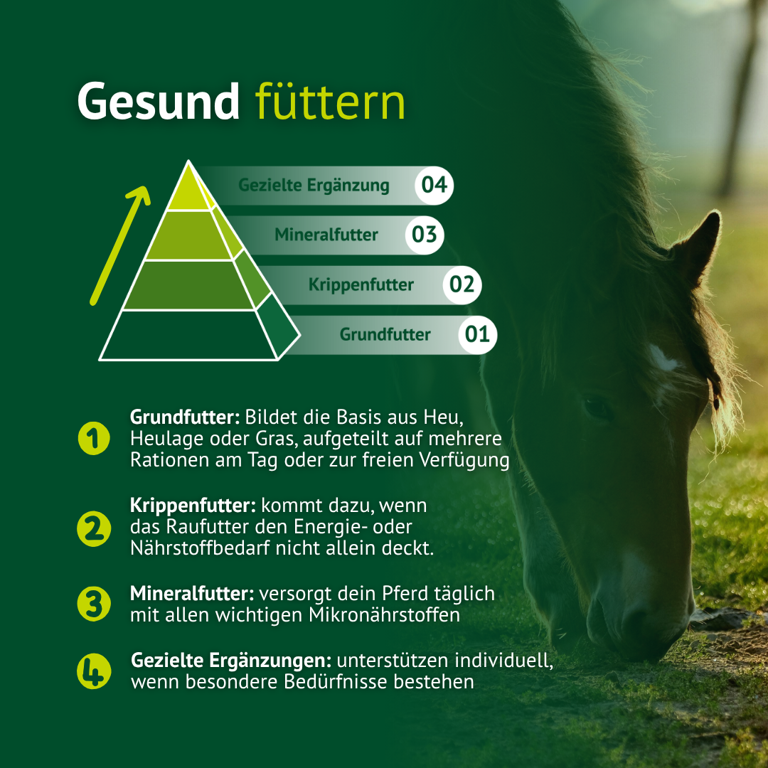 Gesunde Fütterung beim Pferd erklärt – Grundfutter, Krippenfutter, Mineralfutter und Ergänzungen