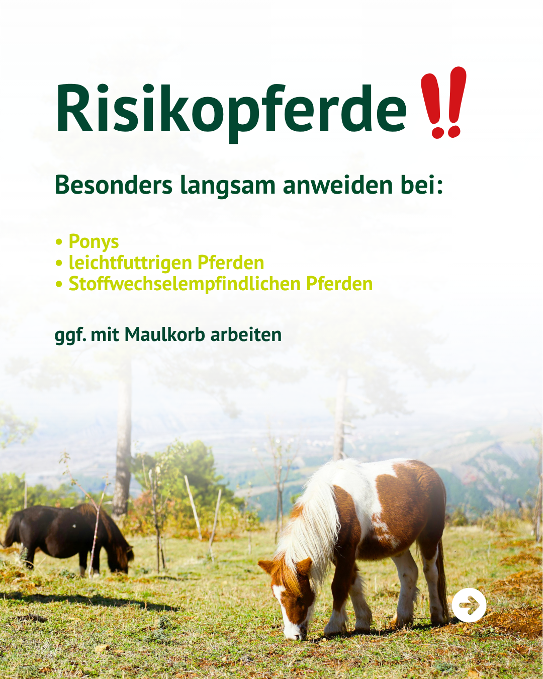 Infografik zur Beobachtung des Pferdes beim Anweiden mit Hinweisen auf Kotver&auml;nderungen, Unruhe und warme Hufe