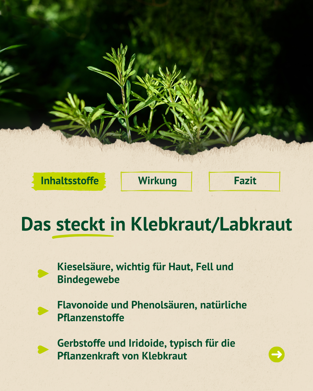 Infografik zu Inhaltsstoffen von Klebkraut/Labkraut mit Informationen zu Kieselsäure, Flavonoiden sowie Gerbstoffen und Iridoiden.