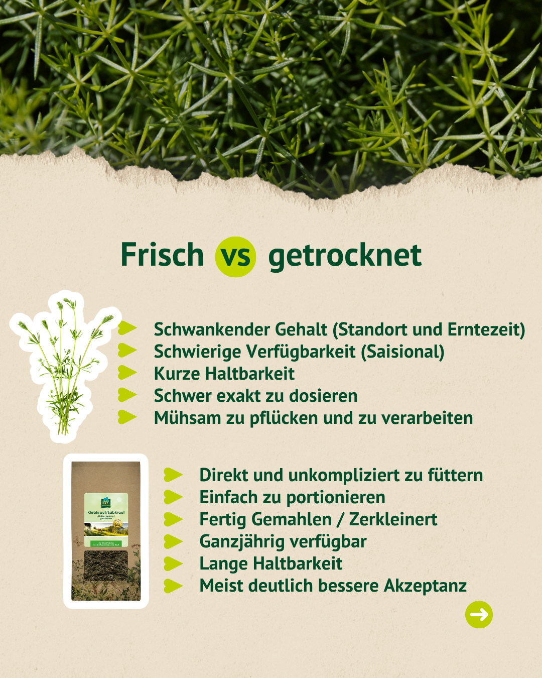 Vergleich von frischem und getrocknetem Klebkraut/Labkraut mit Vorteilen der getrockneten Variante für Fütterung und Haltbarkeit.