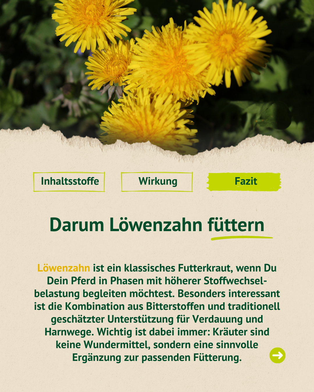 Blühender Löwenzahn in der Natur mit Erklärung zur Förderung des Stoffwechsels beim Pferd