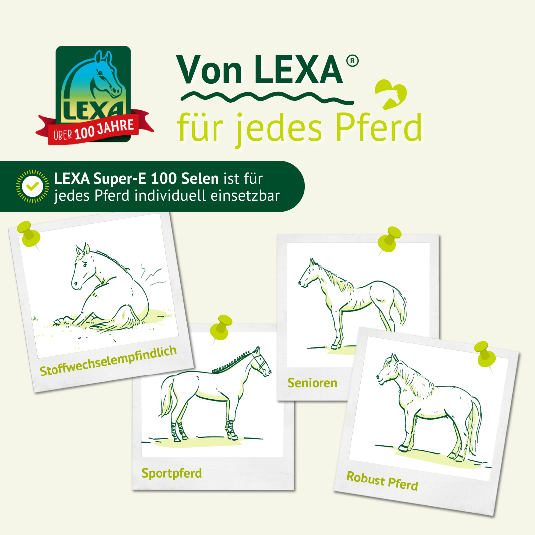 Illustration verschiedener Pferdetypen wie Sportpferd, Senior und robustes Pferd für LEXA Super-E 100 Selen