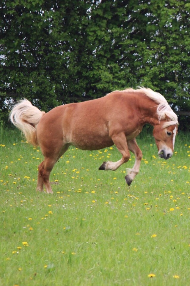 Pferd buckelt