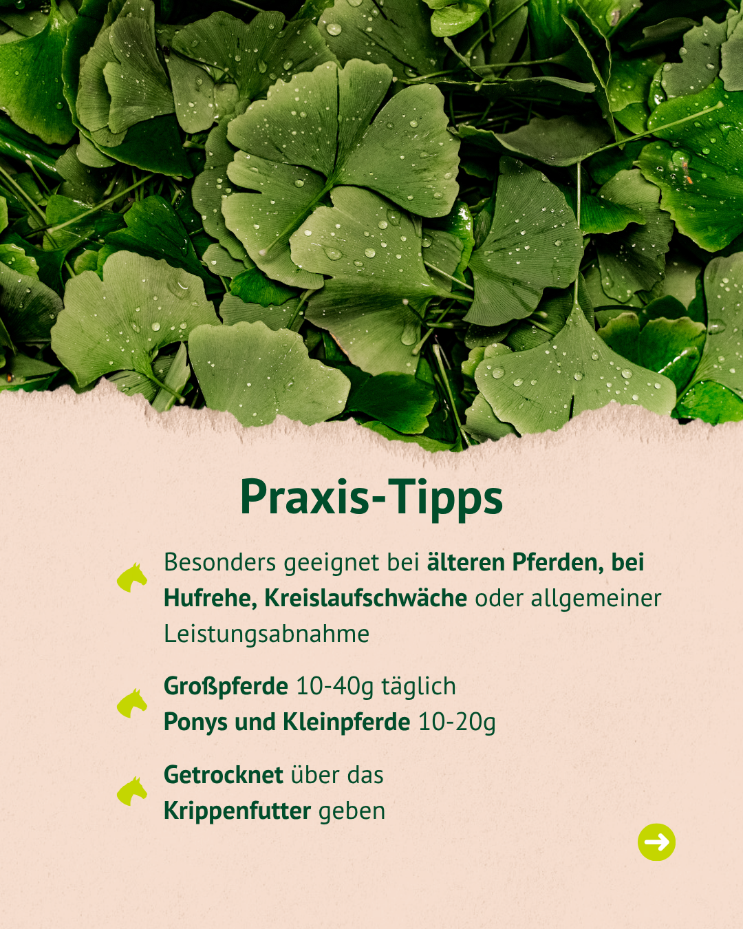 Praxis-Tipps: Besonders geeignet bei älteren Pferden, bei Hufrehe, Kreislaufschwäche oder allgemeiner Leistungsabnahme. Dosierung: Großpferde 10-40g täglich, Ponys und Kleinpferde 10-20g. Getrocknet über das Krippenfutter geben.