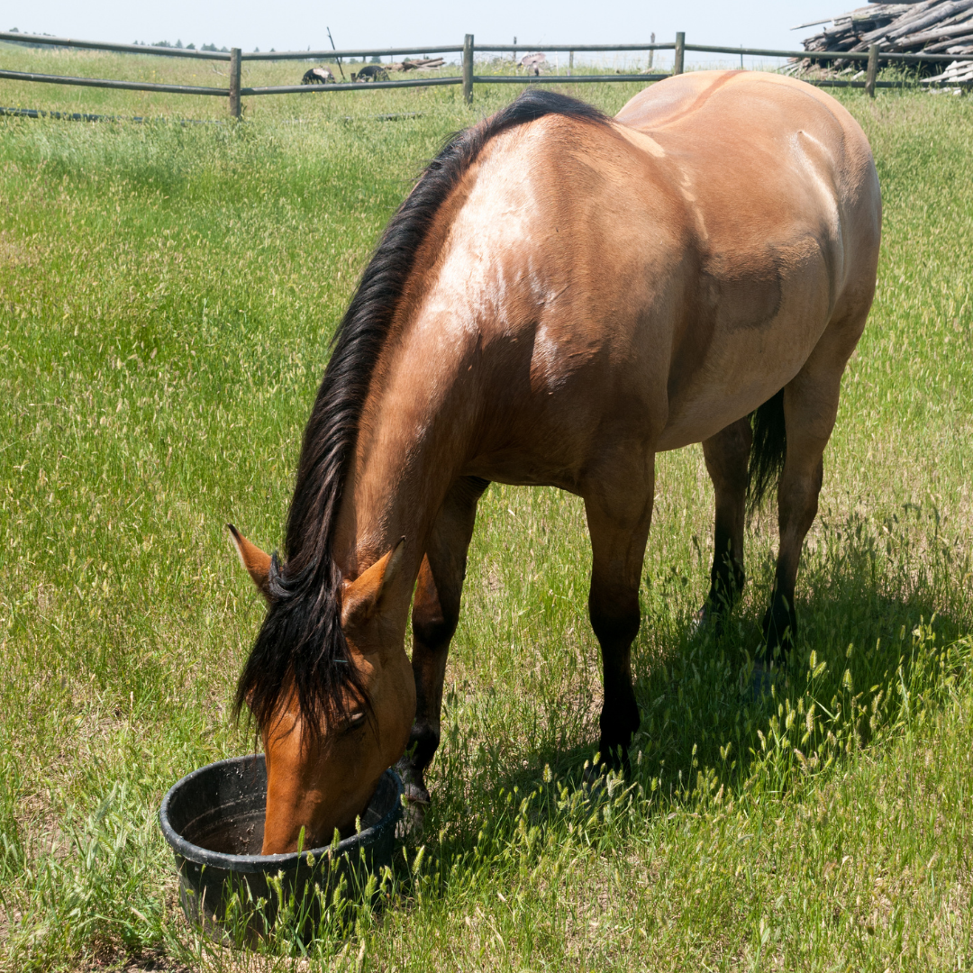 Pferd beim Trinken Ein braunes Pferd trinkt aus einer Schüssel auf einer Wiese.
