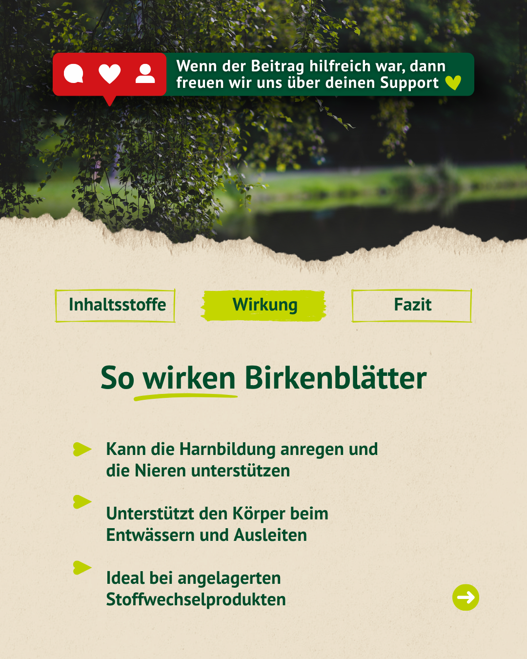 Birkenbaum am Wasser mit Infos zur Wirkung von Birkenblättern auf Nieren und Entwässerung