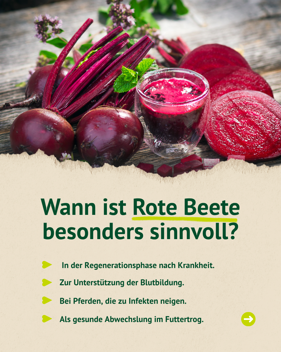 Rote Beete als natürliche Ergänzung – kann das Immunsystem deines Pferdes stärken
