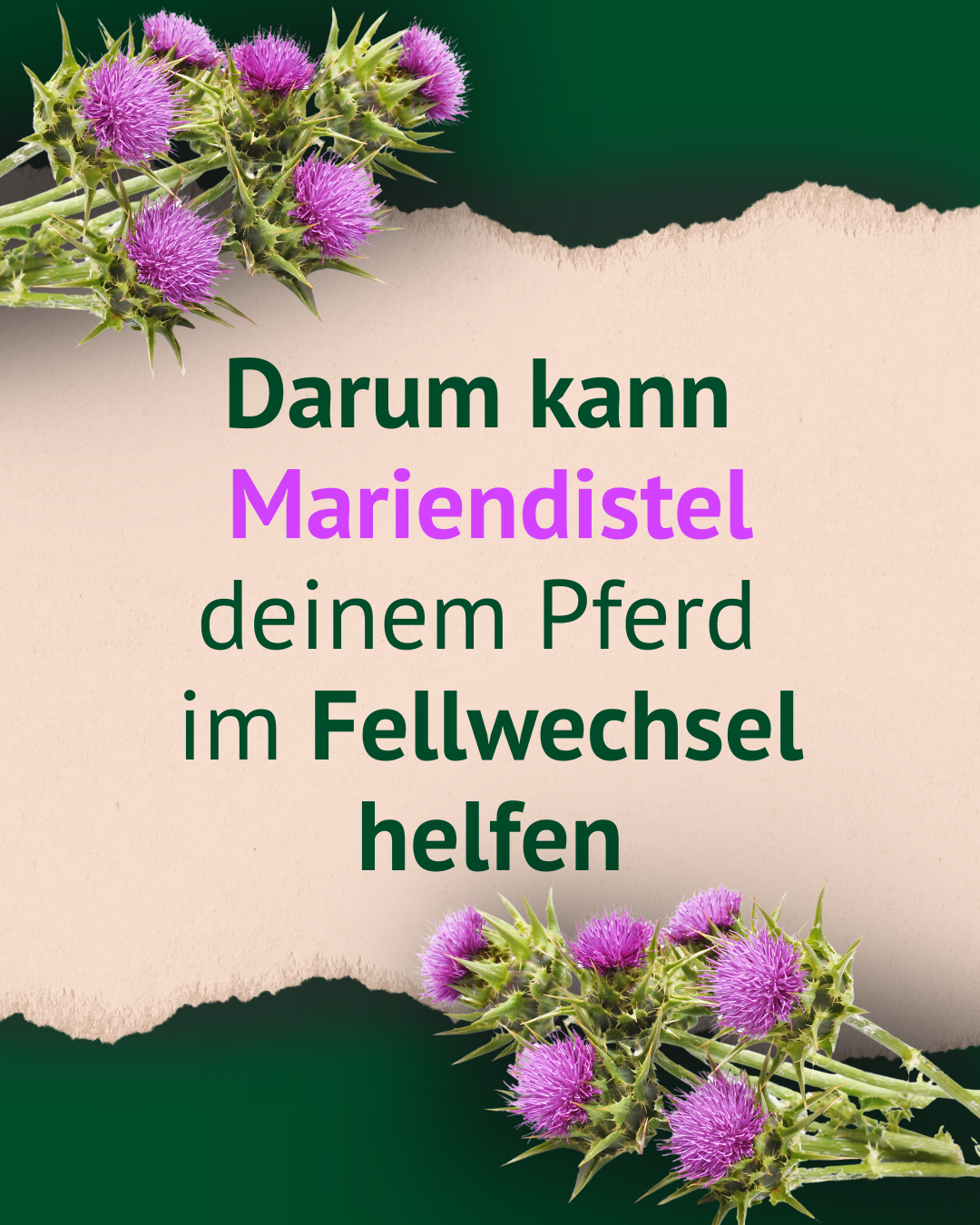 Bild mit Abbildung Mariendistel und Text Bild mit Abbildung Mariendistel und Text