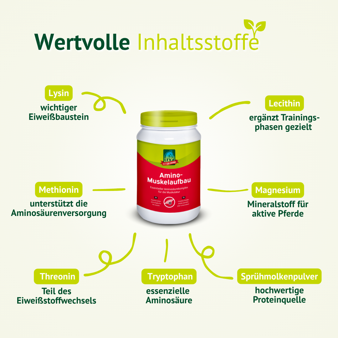 Wertvolle Inhaltsstoffe in LEXA Amino Muskelaufbau – essentielle Aminosäuren, Magnesium, Lysin und hochwertige Proteine zur Unterstützung der Muskulatur.