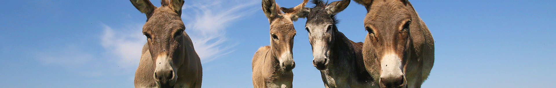 Vier Esel auf einer Wiese Vier Esel stehen auf einer Wiese unter blauem Himmel.