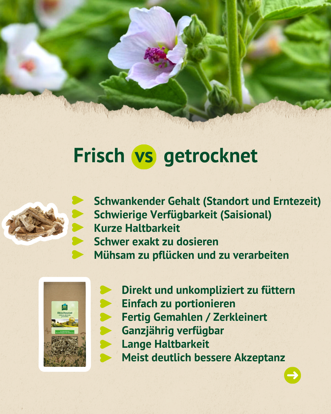Infografik zum Vergleich von frischer und getrockneter Eibischwurzel für Pferde mit Vorteilen der getrockneten Form.