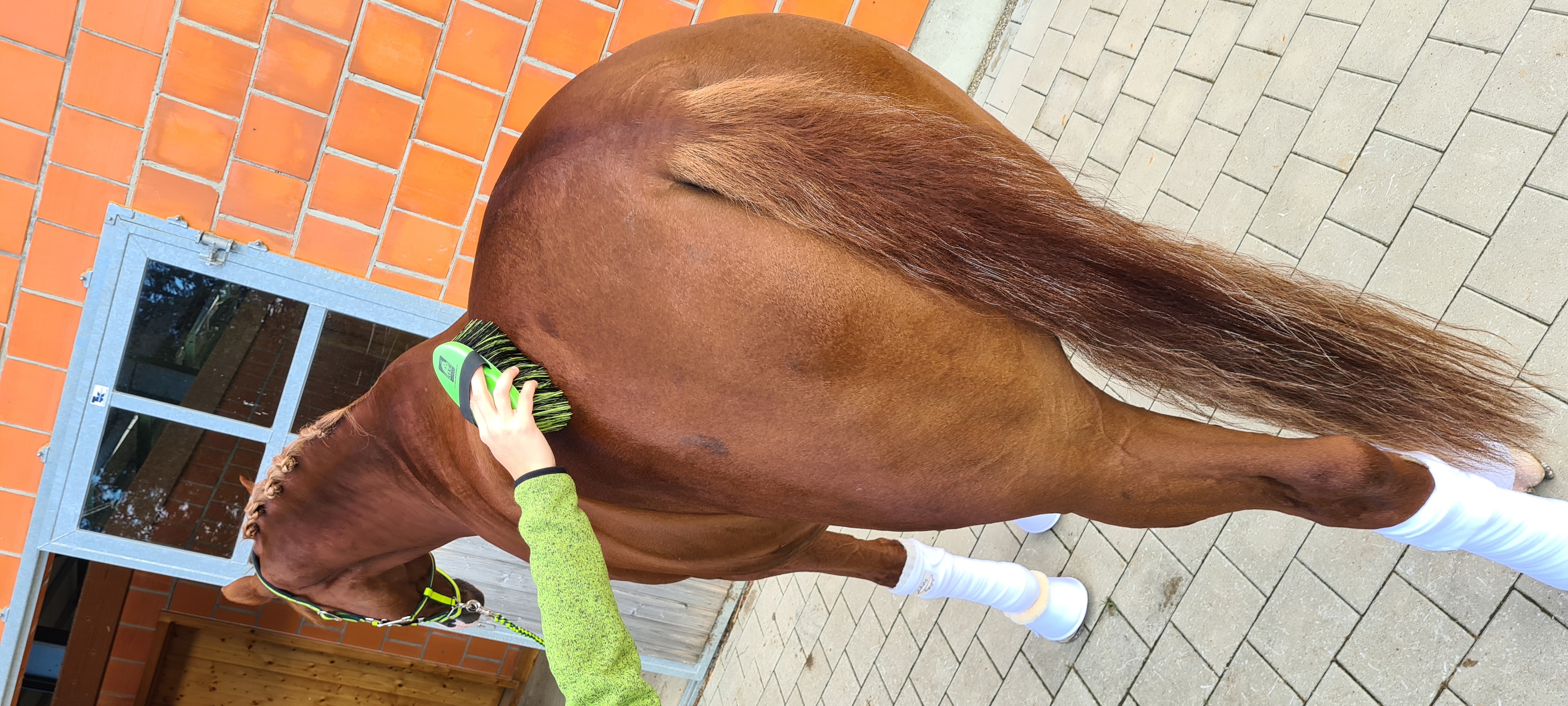 Pferd wird gebürstet Eine Person bürstet das Hinterteil eines braunen Pferdes, das mit weißen Bandagen umwickelt ist.