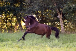 LEXA Pferdefutter – Aminosäuren in der Fütterung