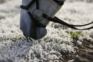Pferd grast auf gefrorenem Gras Training in der Winterpause