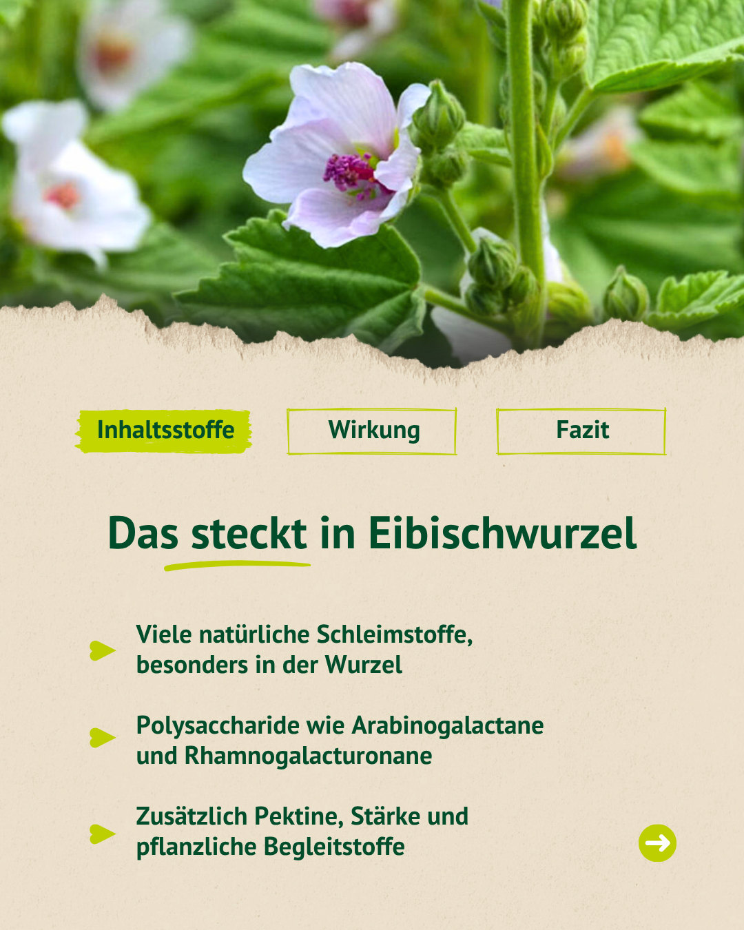 Infografik zur Eibischwurzel mit Blütenbild und den wichtigsten Inhaltsstoffen wie Schleimstoffen und pflanzlichen Begleitstoffen.