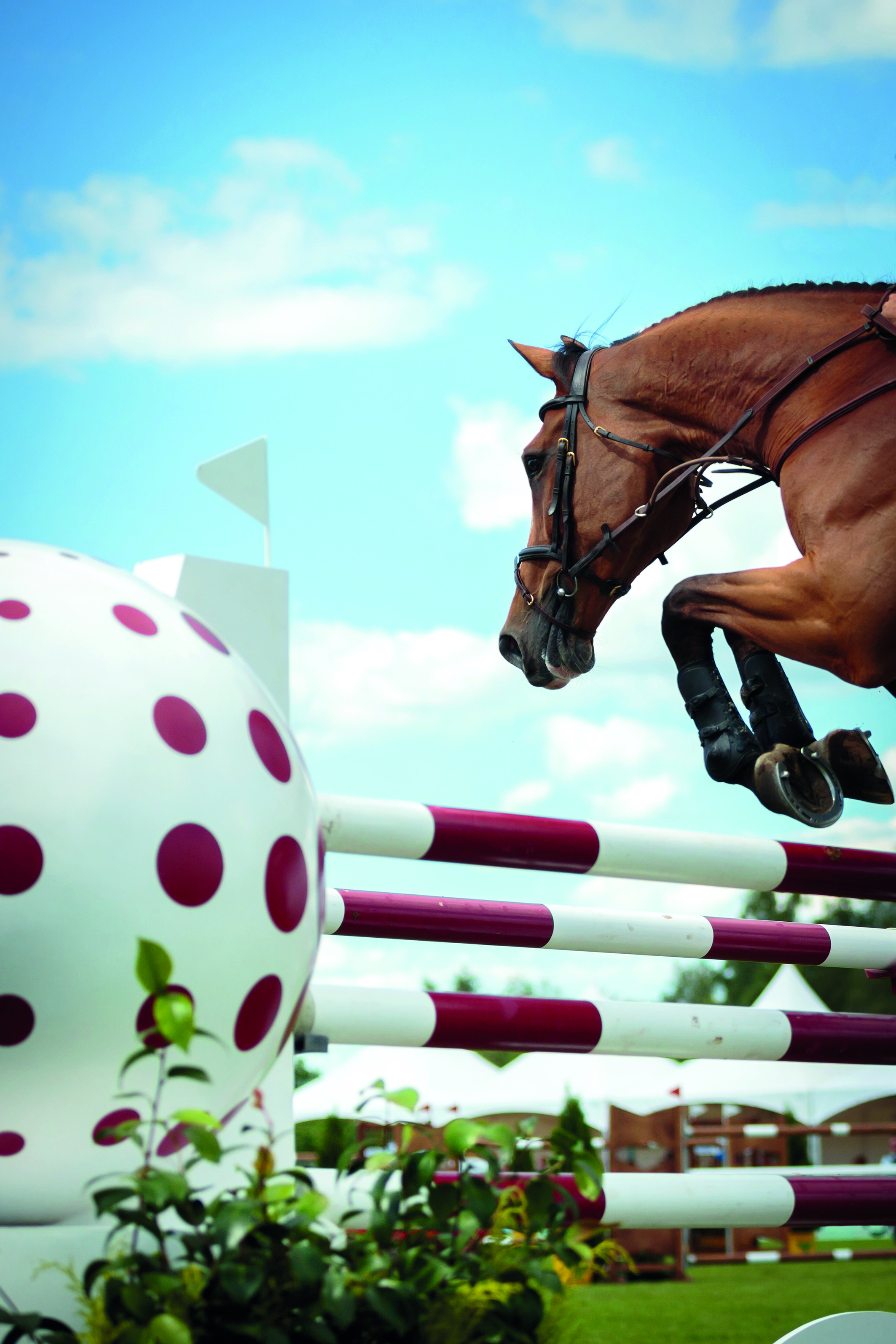 Pferd beim Springreiten über ein Hindernis Doping im Pferdesport - welche Produkte sind erlaubt?