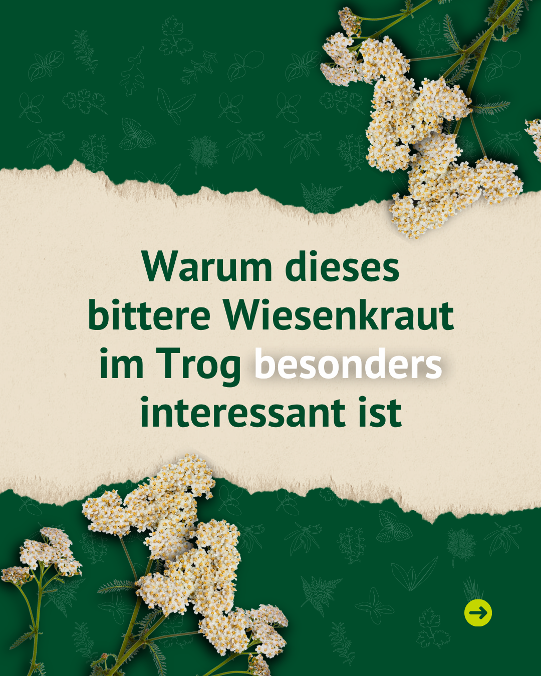 Weiße Schafgarbenblüten und die Frage: „Warum dieses bittere Wiesenkraut im Trog besonders interessant ist“.