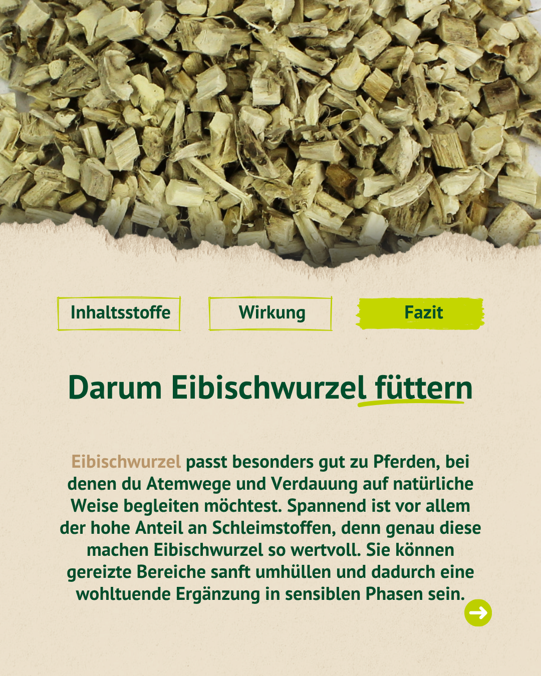 Infografik mit geschnittener Eibischwurzel und Erklärung, warum Eibischwurzel für sensible Pferde gefüttert werden kann.
