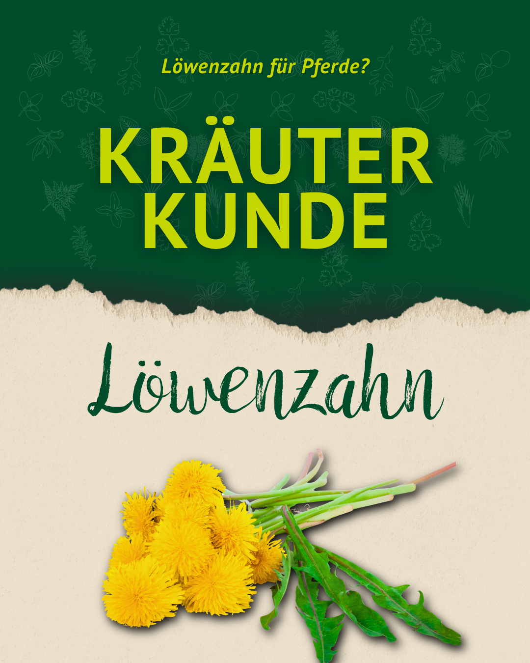 Titelgrafik „Kräuterkunde Löwenzahn“ mit gelber Löwenzahnblüte auf grüner Wiese