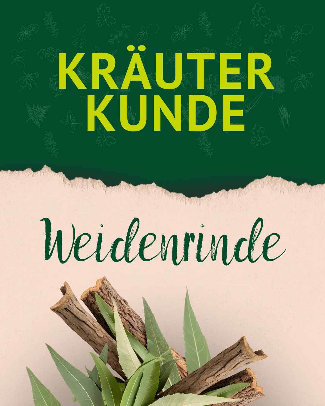 Zweige mit grünen Blättern und Rinde, darüber der Text 'KRÄUTER KUNDE' und 'Weidenrinde' auf grünem und beigem Hintergrund. Zweige mit grünen Blättern und Rinde, darüber der Text 'KRÄUTER KUNDE' und 'Weidenrinde' auf grünem und beigem Hintergrund.