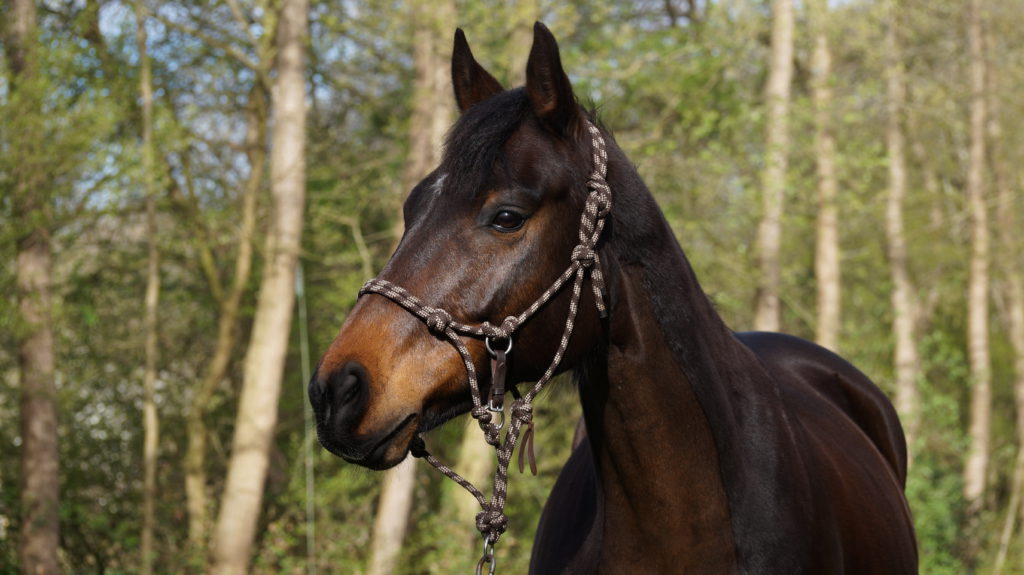 Braunes Pferd im Wald Magenprobleme beim Pferd