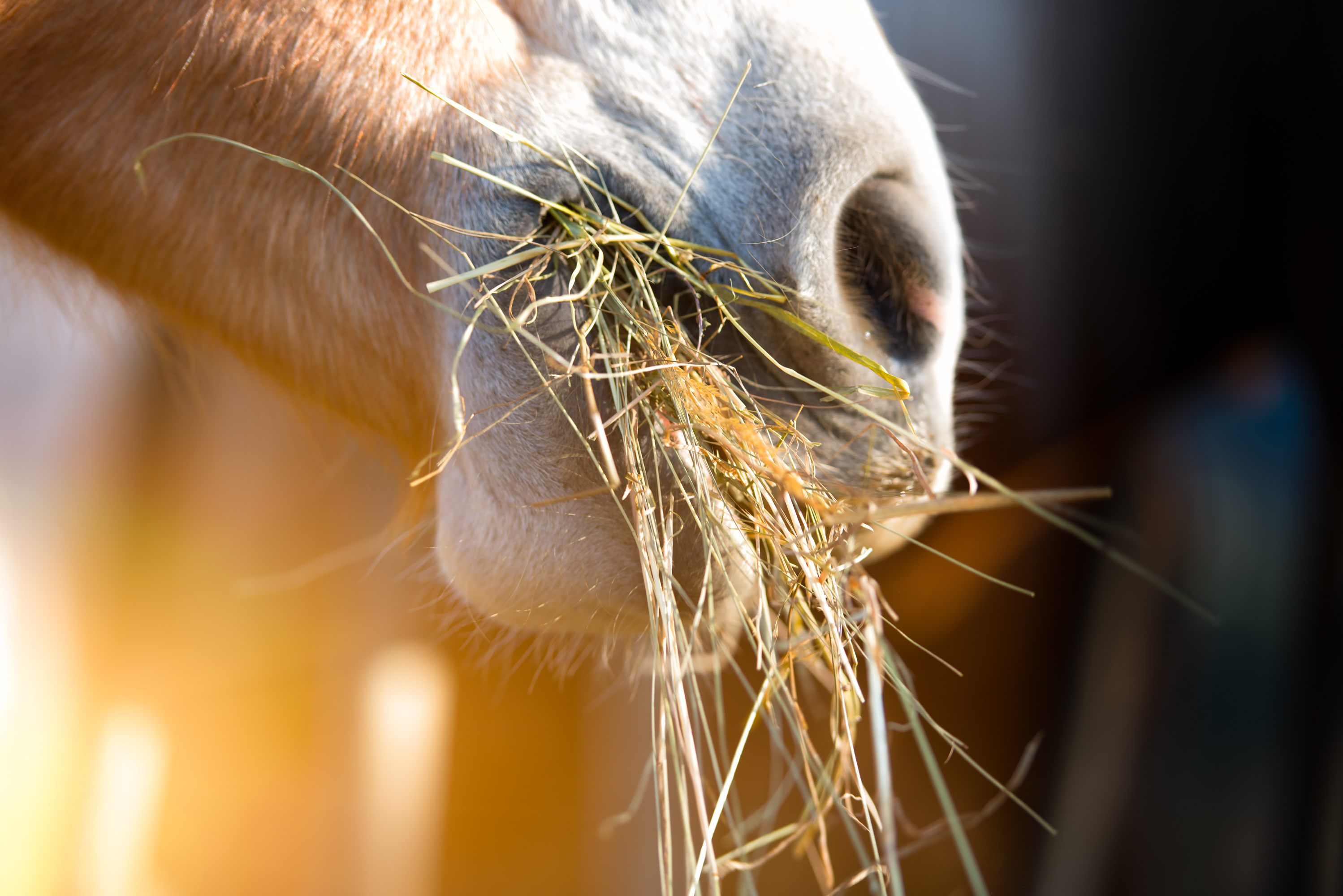 Pferd mit Heu im Maul Nahaufnahme eines Pferdemundes mit Heu.
