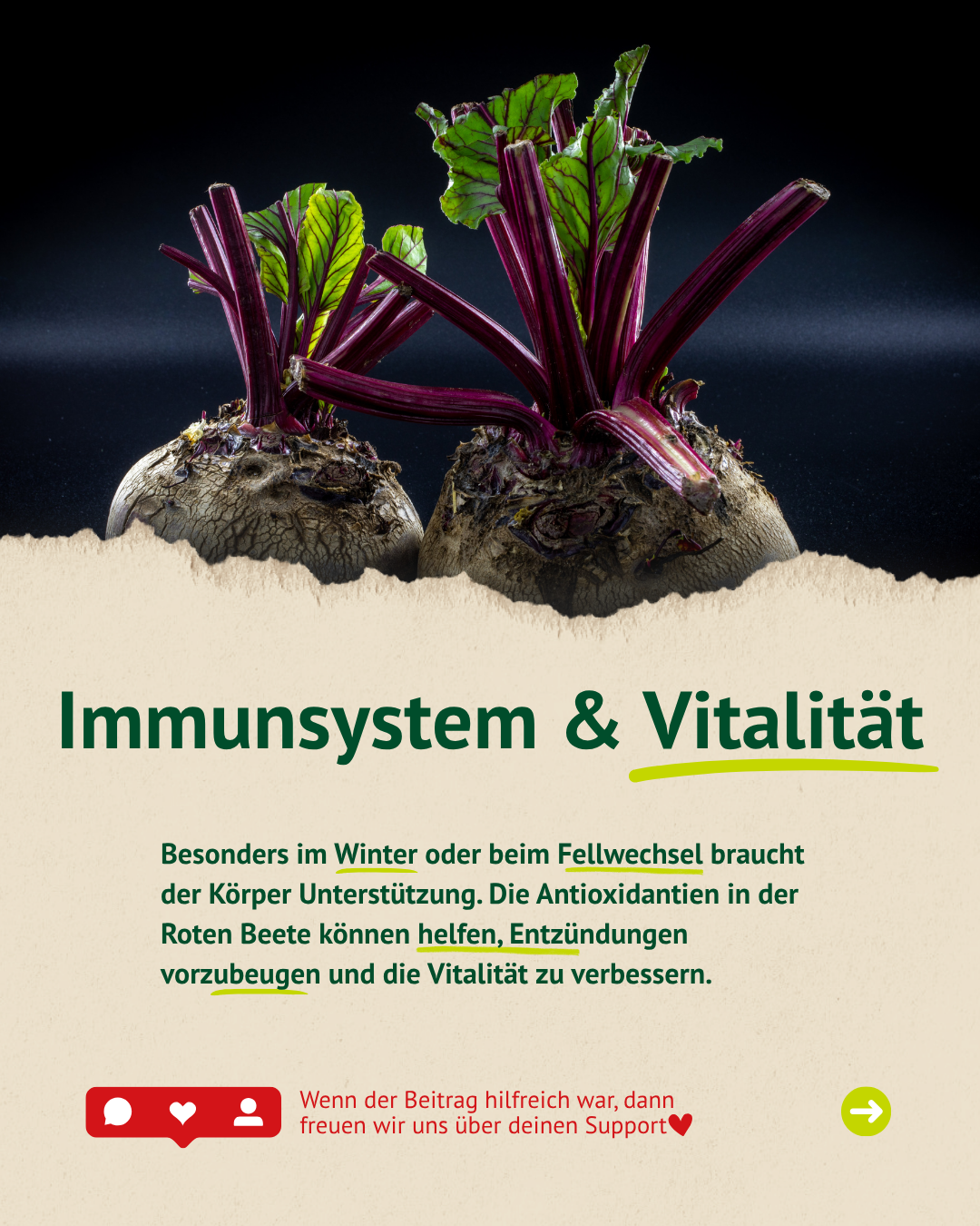 Rote Beete kann die Durchblutung fördern und das Wohlbefinden deines Pferdes unterstützen