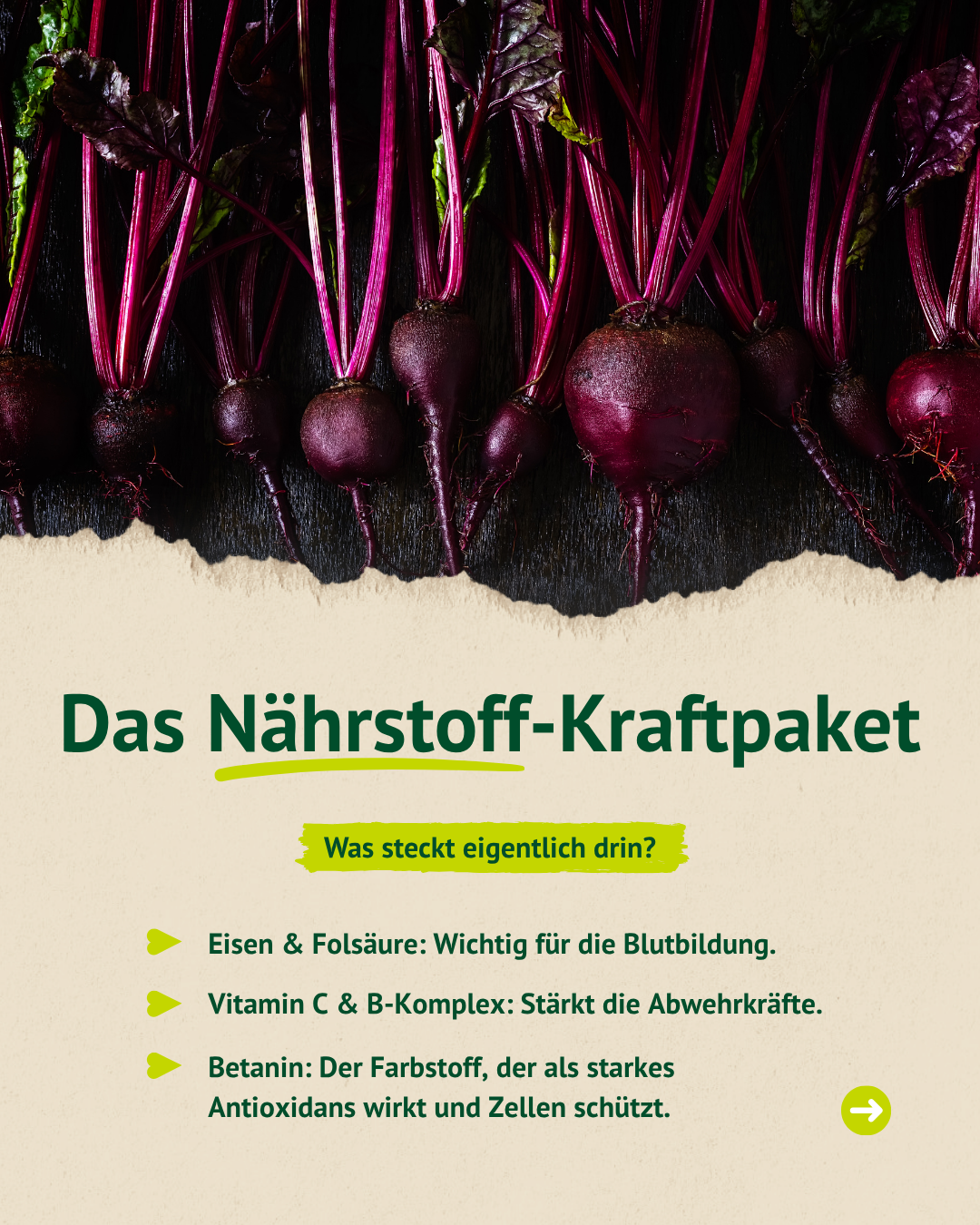 Frische Rote Beete im Detail – natürliche Inhaltsstoffe für die Pferdefütterung erklärt