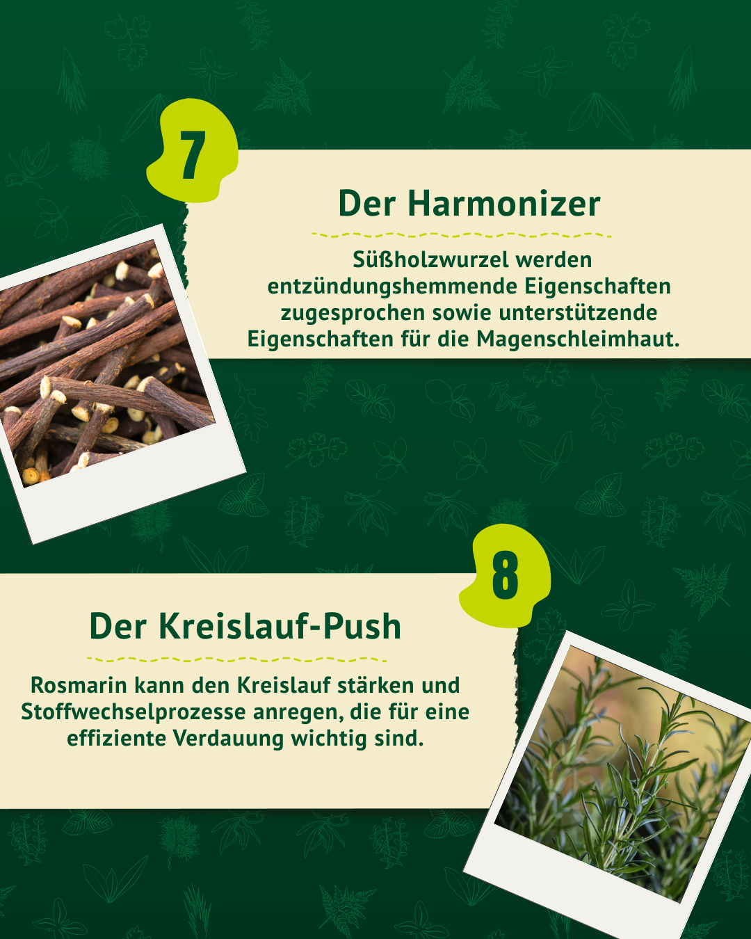 Vorstellung von Süßholzwurzel als „Harmonizer“ für den Magen und Rosmarin zur Stärkung des Kreislaufs.