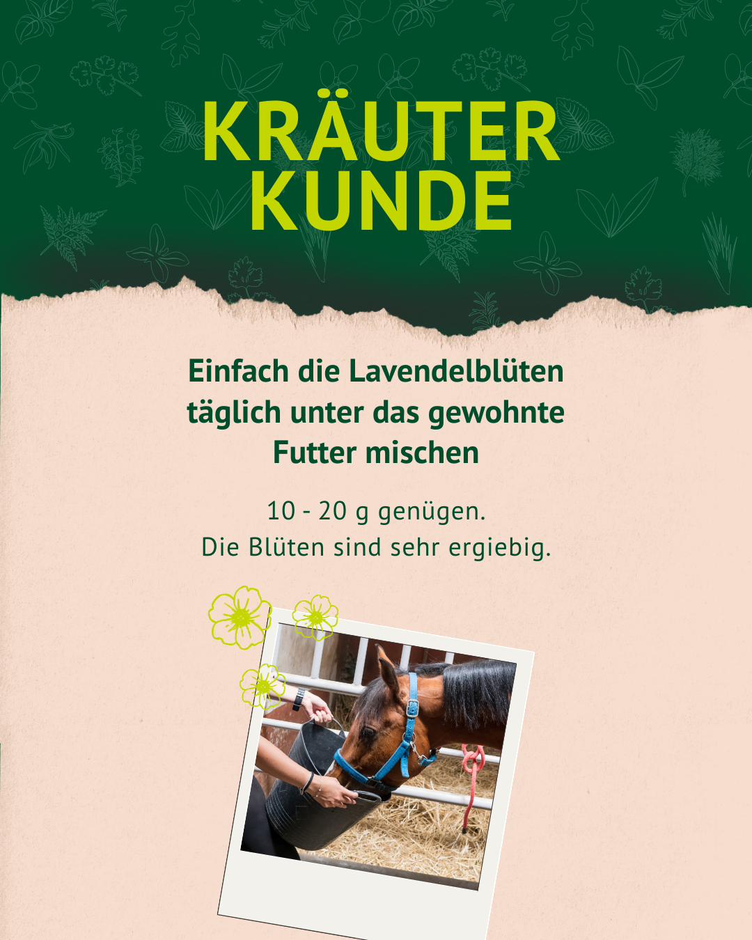 5. Lavendel Post der Kräuterkunde