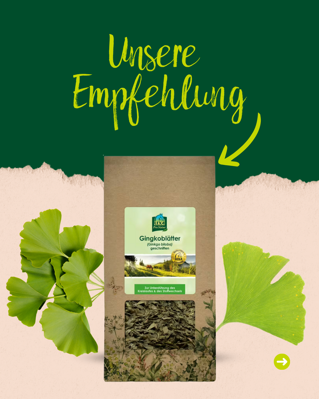 Produktempfehlung: Tüte "Ginkgoblätter (Ginkgo biloba) geschnitten" von LEXA zur Unterstützung des Kreislaufes & des Stoffwechsels. Produktempfehlung: Tüte "Ginkgoblätter (Ginkgo biloba) geschnitten" von LEXA zur Unterstützung des Kreislaufes & des Stoffwechsels.