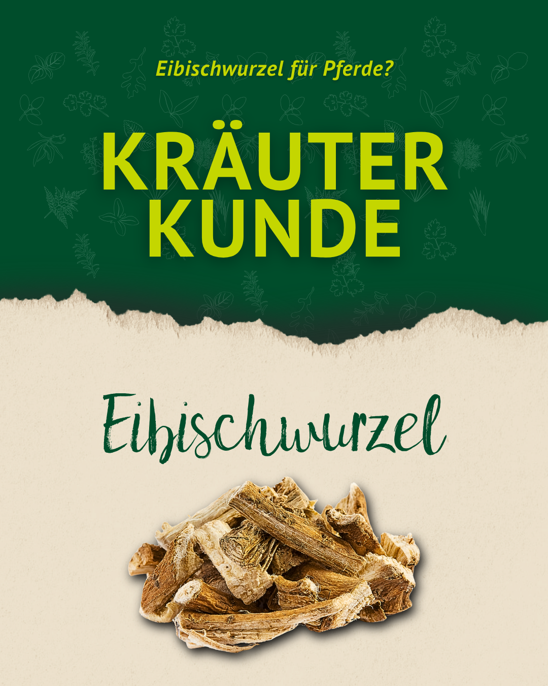Grafik zur Kräuterkunde über Eibischwurzel für Pferde mit getrockneter Eibischwurzel auf hellem Hintergrund.