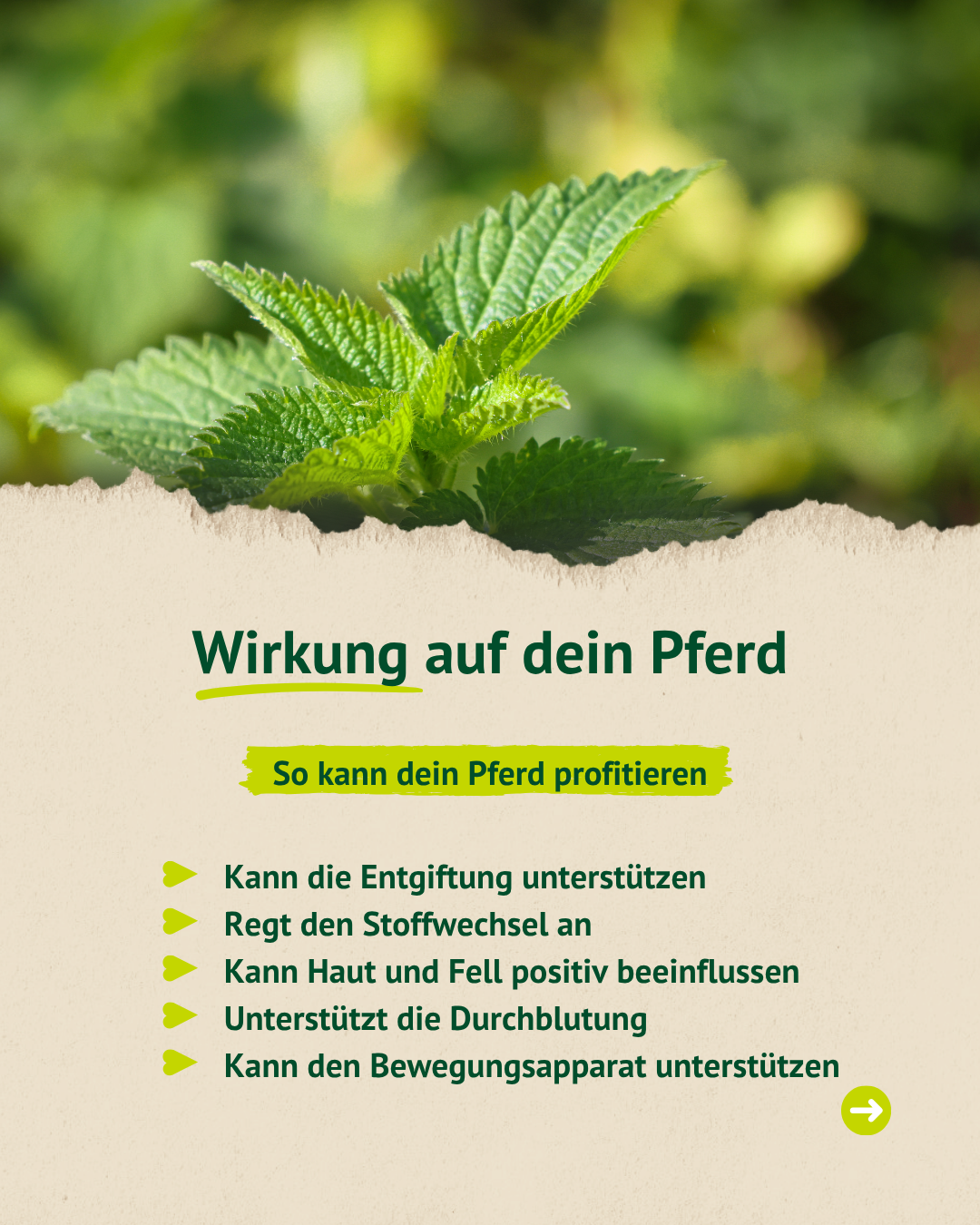 Brennnesselpflanze in der Natur mit Infos zur Wirkung auf Stoffwechsel und Immunsystem beim Pferd