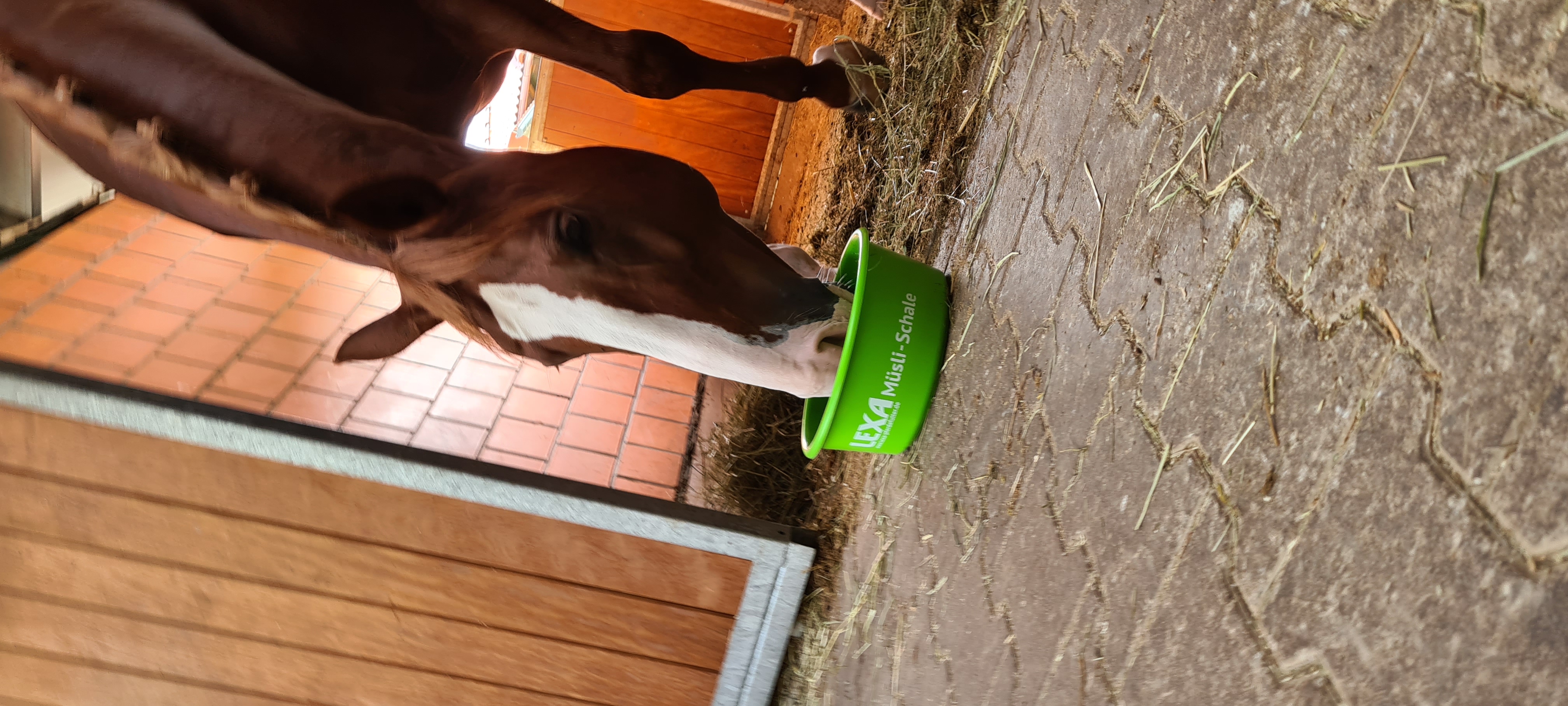 Pferd beim Fressen Ein braunes Pferd frisst aus einer grünen Futterschüssel in einem Stall.