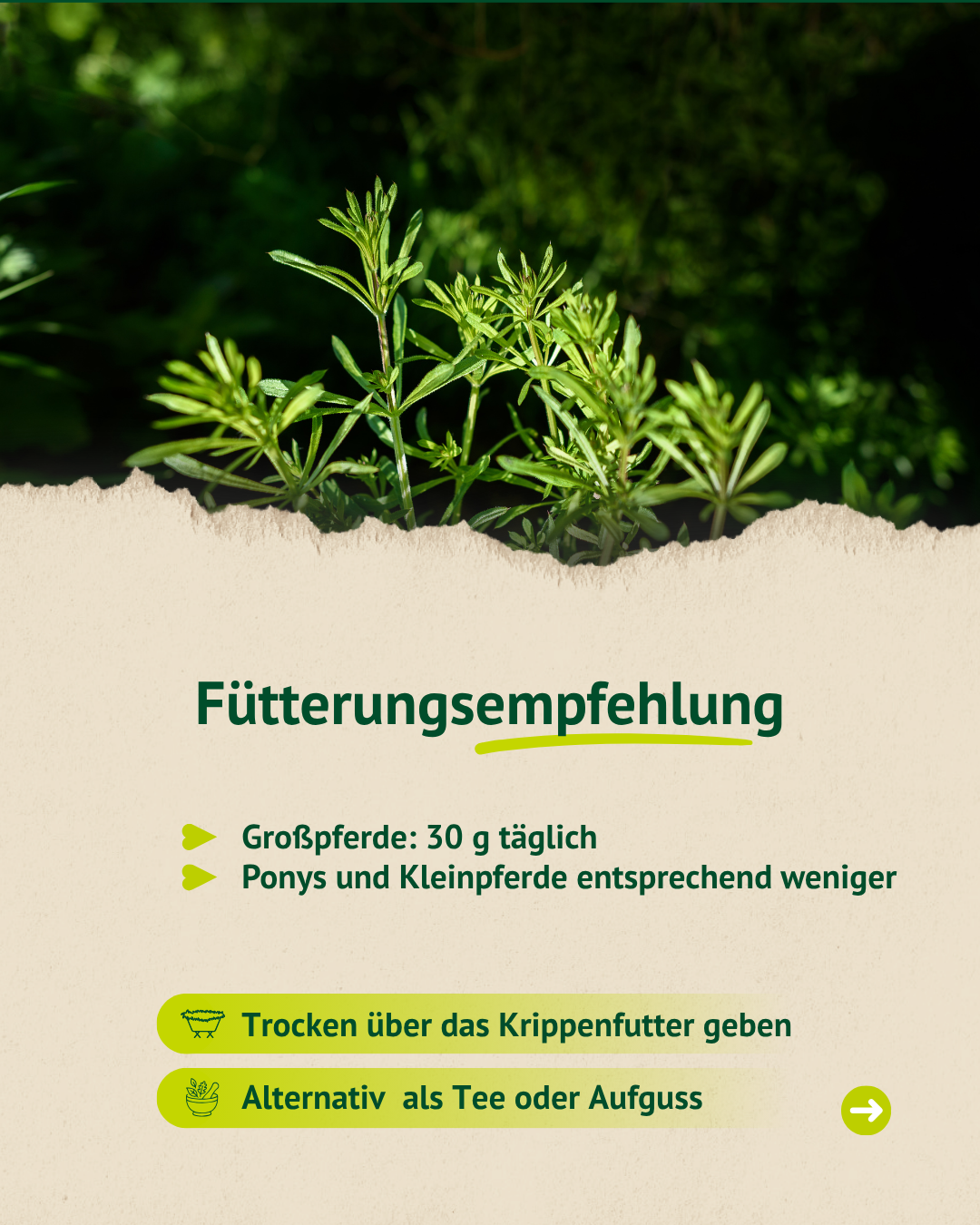 Fütterungsempfehlung für Klebkraut/Labkraut mit Dosierung für Großpferde und Ponys sowie Hinweis zur Gabe über Krippenfutter oder als Tee.