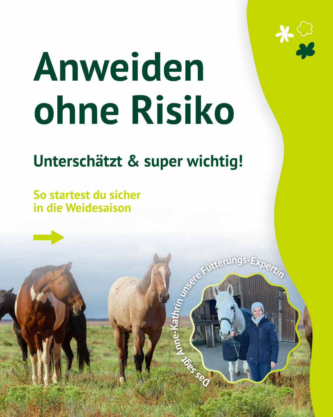 Infografik zum langsamen Anweiden von Pferden und den Risiken bei zu schneller Umstellung auf frisches Gras