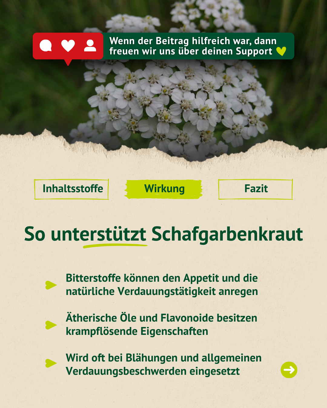 Nahaufnahme weißer Schafgarbenblüten mit Hinweisen zur Unterstützung von Appetit, Verdauung und bei krampfartigen Beschwerden.